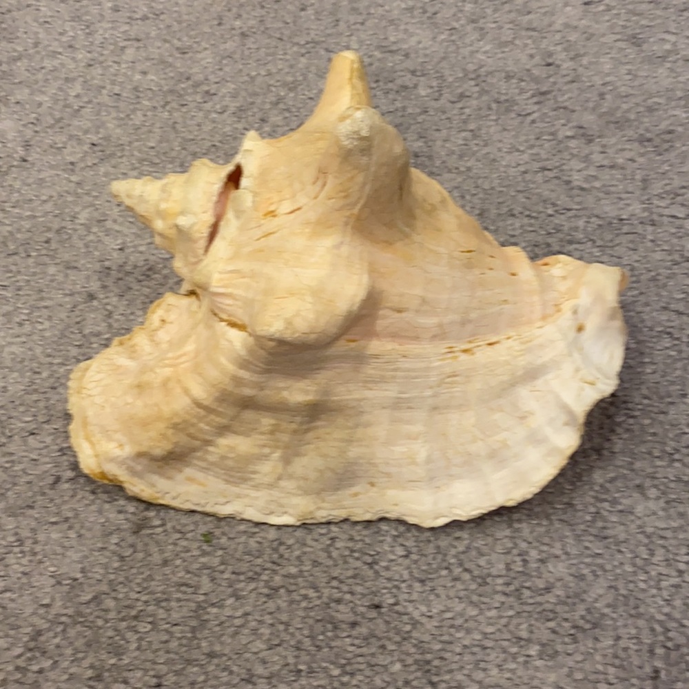Conch shell - Picture 3 of 3